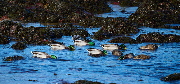 Mallard Mealtime