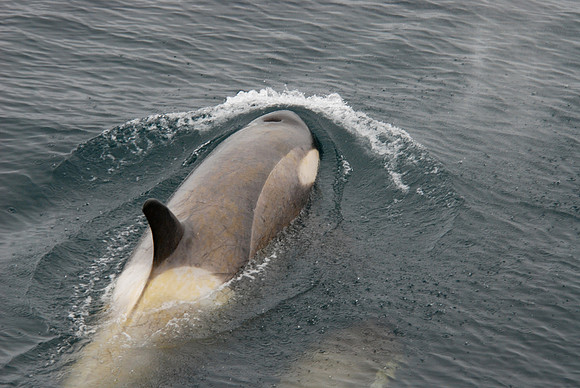 Orca (Type B) & Calf