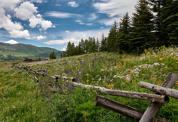 Crested Butte - Flower Capital