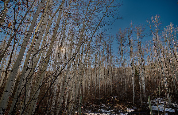 Grand Mesa Scenic By-Way