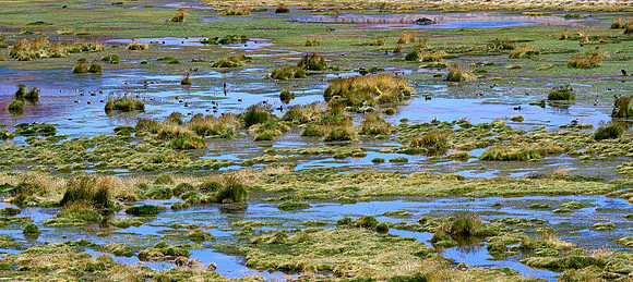 Ducks & Geese Abound!