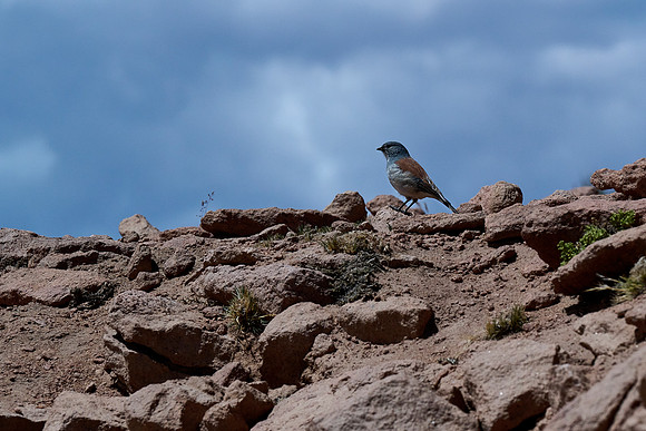 Another Finch