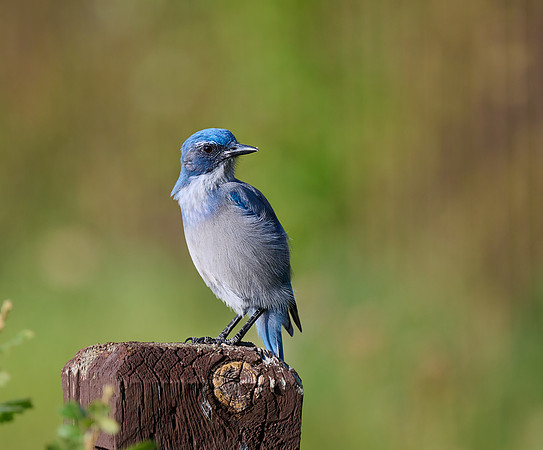 Mountain Bluebird