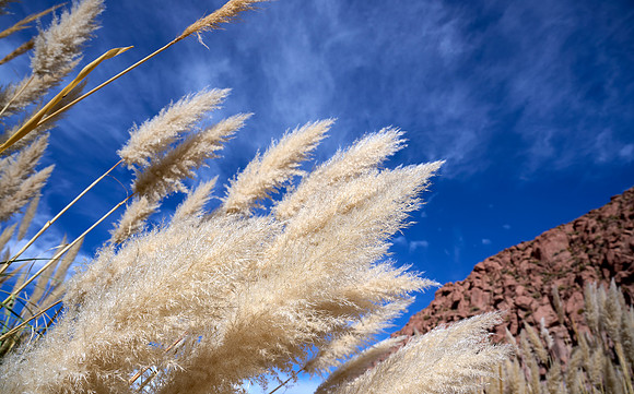 Puritama Grasses
