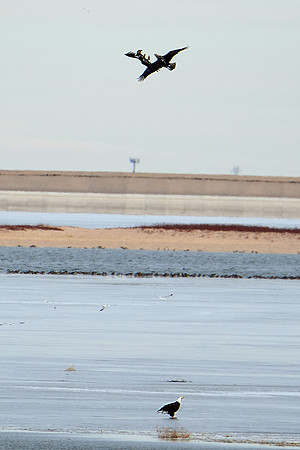 Dogfight!  Eagle Style
