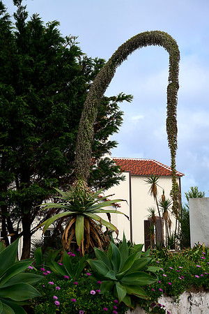 Attenuata
