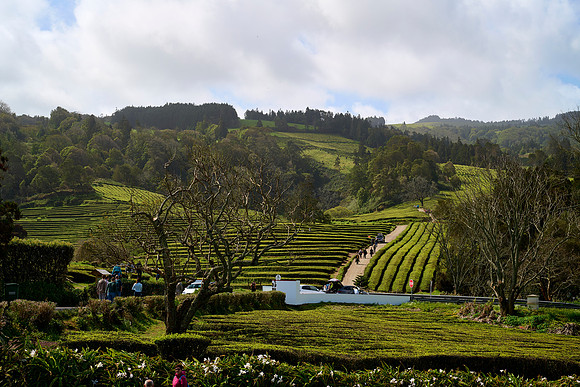 Plantações de Chá Gorreana