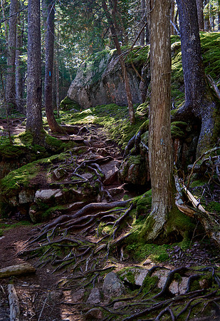 "Root" Trail