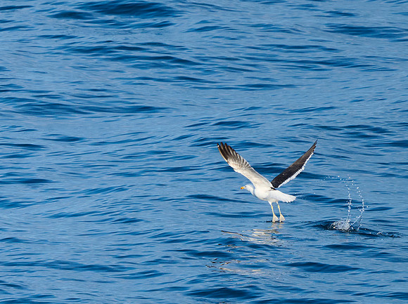 Taking Flight