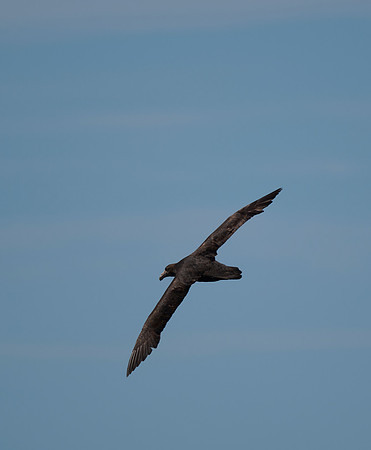 First Albatross Sighting