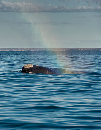 Right Whale Rainbow