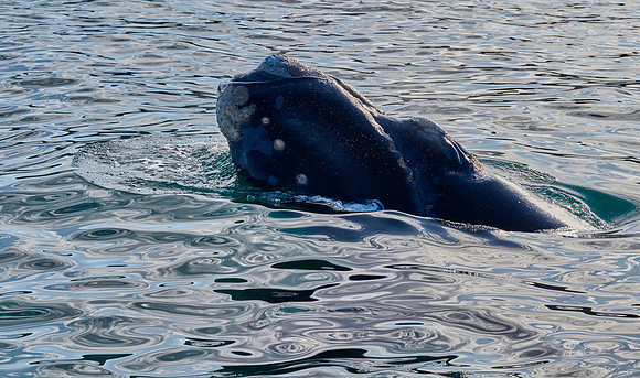 Right Whale Welcome