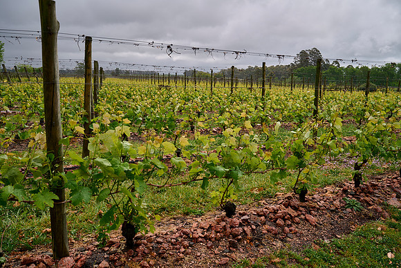 Bodega Bouza Vineyards