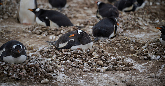 Nesting at Pebble Beach