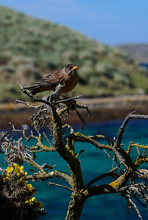 Thrush