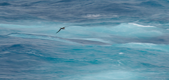 Albatross Abstract