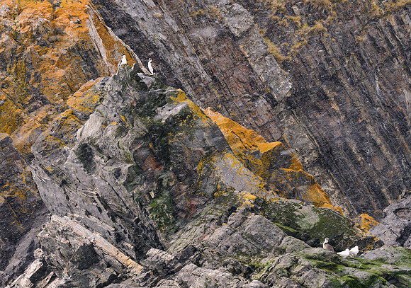 Shags, Rocks, Snow
