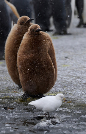 Chick Waddle