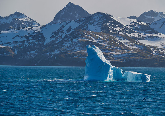 Iceberg Ahoy