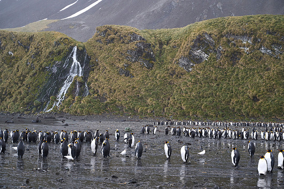 Right Whale Bay