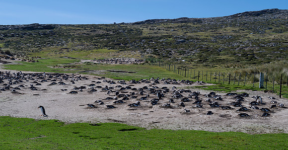 Another Gentoo Homestead