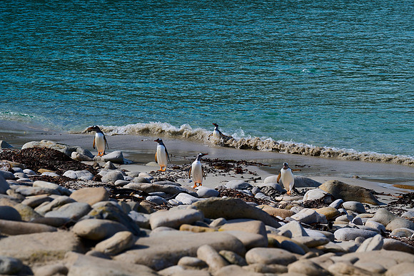 Coming Ashore
