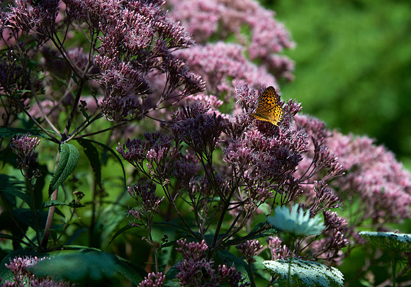 Thuya Garden Visitor 1