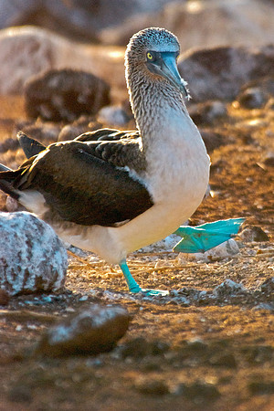 "Struttin' My Stuff"