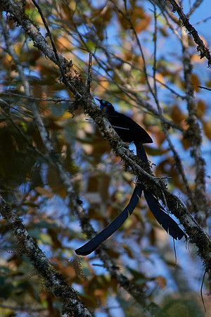 Stephanie's Astrapia (Tari)