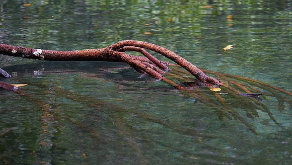 Mangrove (Kabui Bay)