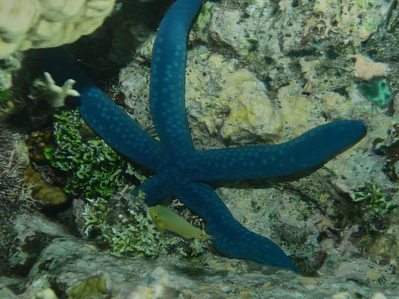 Blue Star