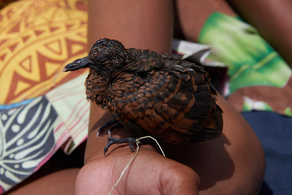 Red-Backed Button Quail