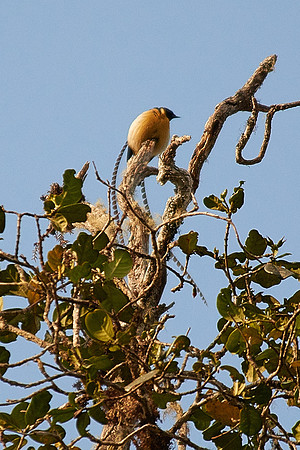 King of Saxony Bird-of-Paradise (Tari)