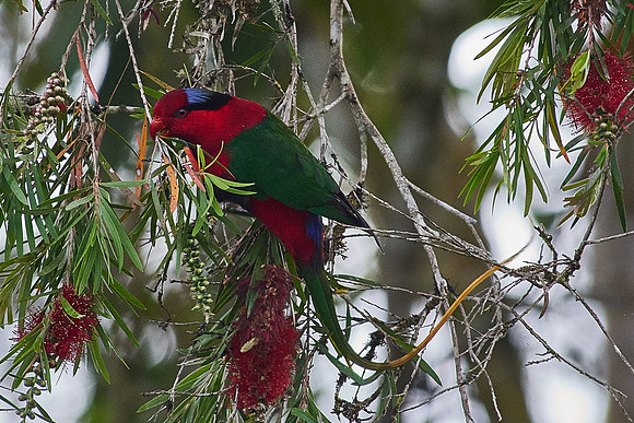 Papuan Lorikeet (Tari)