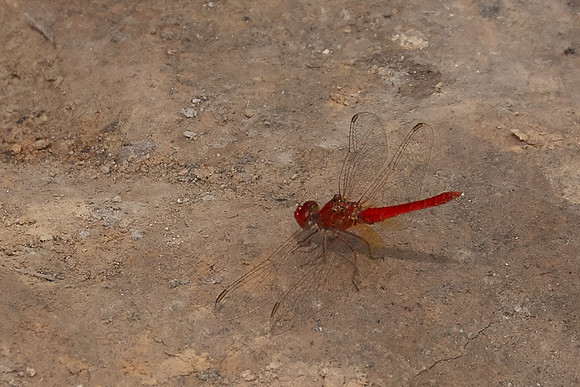 Red Dragon-fly