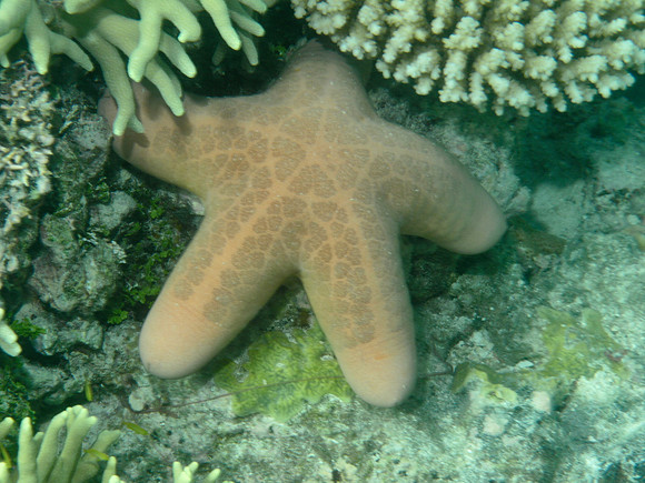 Starfish - Steroids