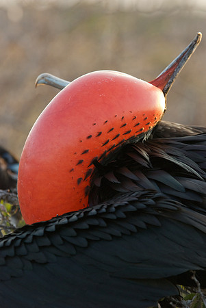 Great Frigatebird - Mating Display