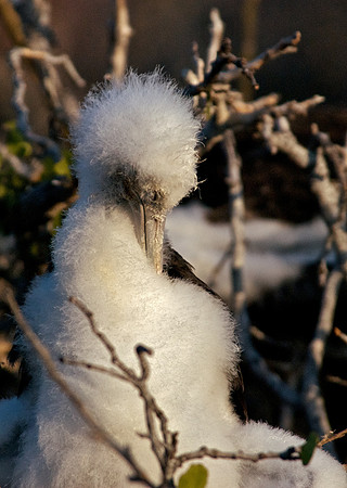 Great Frigatebird - Fluffy Chick