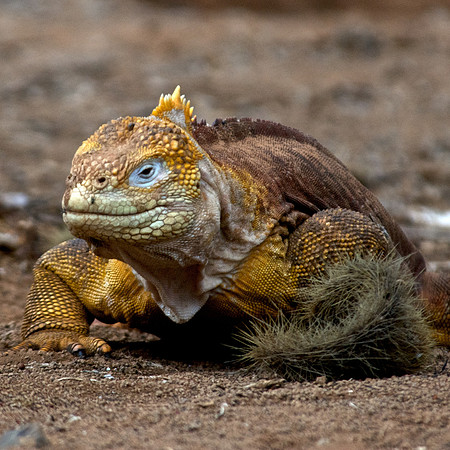 Galápagos Land Iguana - Blue Eye