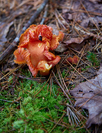 Goat Trail Mushrooms - 3