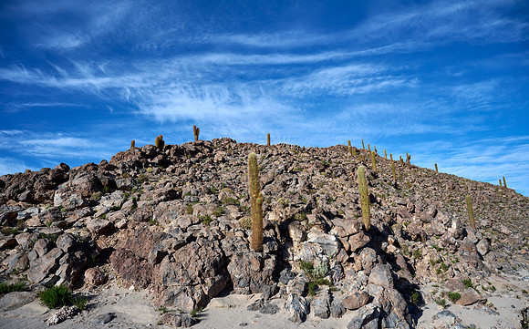 Los Cardones