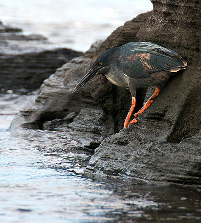 Striated Heron - Fishing