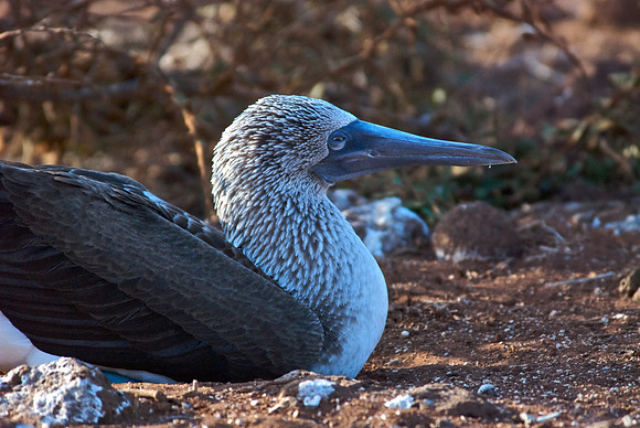 Blue-footed Booby - Profile