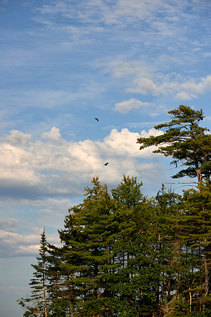 Osprey Pair