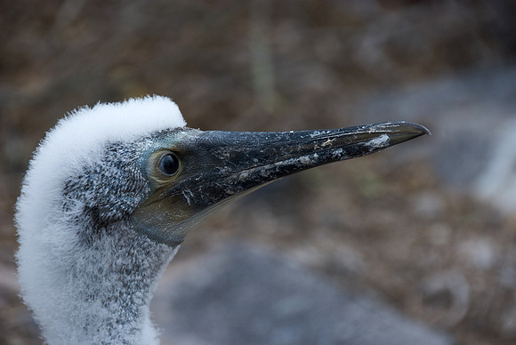 Blue-footed Booby - Vigilant