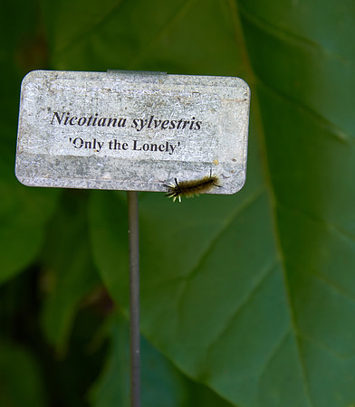 'Only the Lonely'