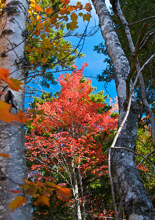 Acadia Red