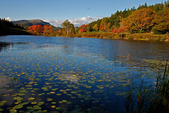 Long Pond Reflections