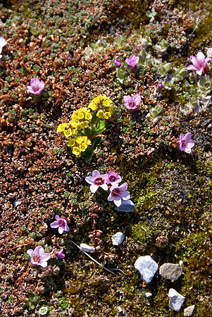 Tundra Color