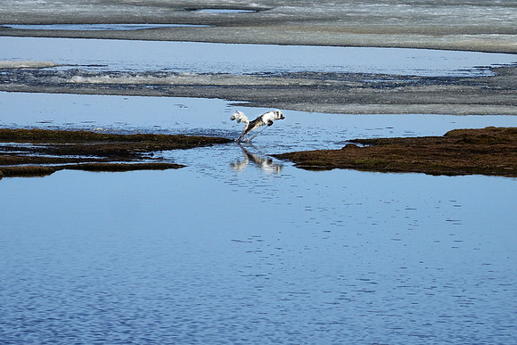 One Giant Leap!